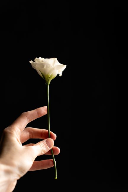 A close-up of a human hand holding a single, elegant white rose with a long green stem and minimal leaves, set against a solid black background. The rose's petals are fresh, soft, and slightly ruffled
