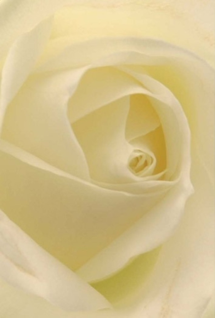 Viewed from a close, loving perspective, this classic white rose becomes a study in tranquility and refined elegance. Layer upon layer of soft white and gentle cream petals open towards the centre, as if the flower is lit from within by the glow of afternoon sunlight spilling through the shop windows near West Cromwell Road. The composition radiates understated sophistication, suitable for heartfelt apologies, romantic gestures, or anchoring a stately arrangement at a wedding reception in one of Earls Court's historic venues. The tightly spiraled core suggests purity and quiet endurance, while the subtle shifts in light and colour amplify its natural beauty-a hallmark of skilled local floral design. Even without the scent, you can imagine a fresh, clean aroma weaving through a family home or gathering space, marking moments of connection and emotion across the community. This rose personifies the care and artistry celebrated by Earls Court Florist in every thoughtful bouquet shared within the neighbourhood.